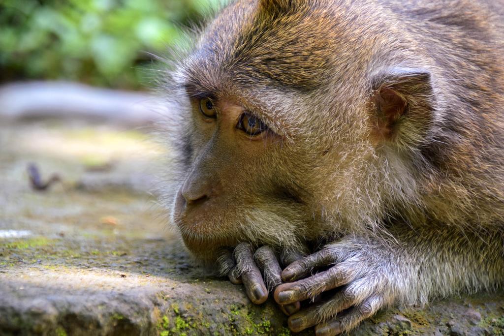 Rahayu Suites Monkey Forest Ubud Exteriér fotografie